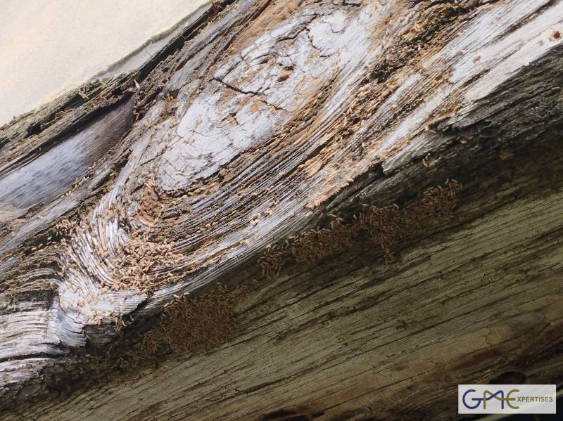 Termites dans une maison à Langon