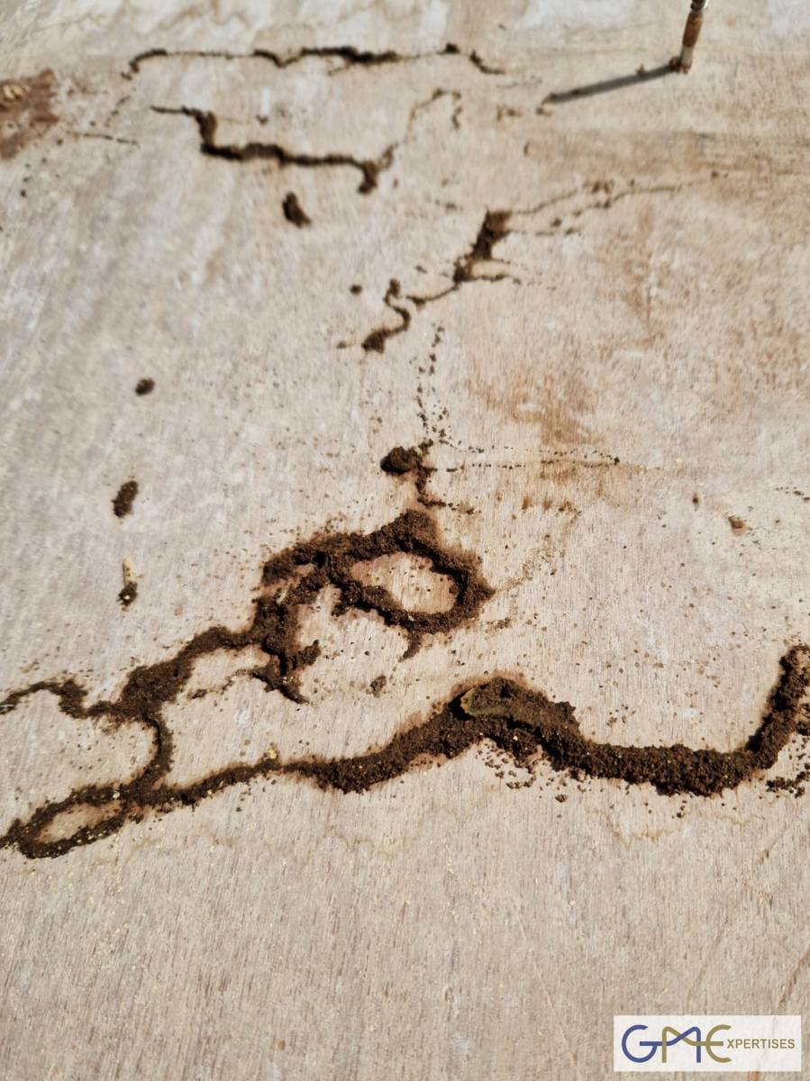 Expert en bâtiment à Langon