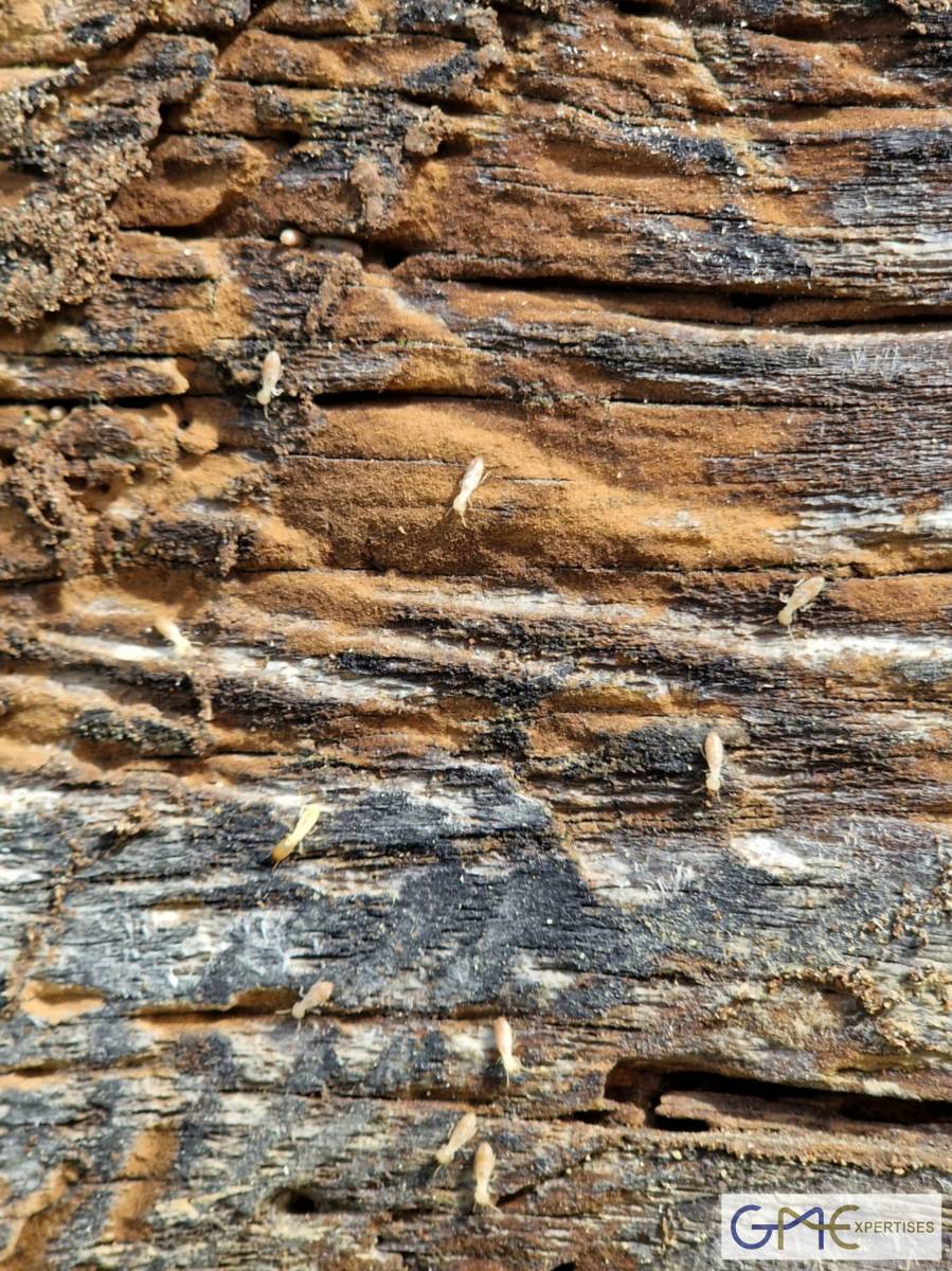 Termites près de langon en gironde