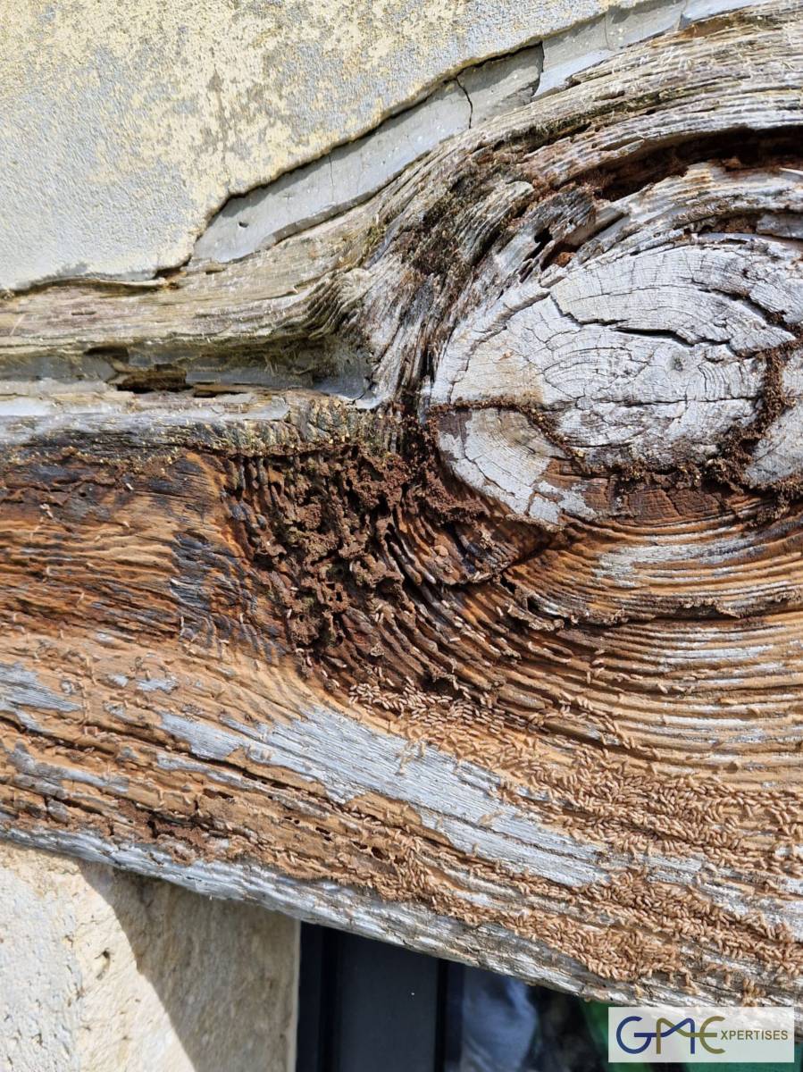Présence de termites dans une poutre en bois à Langon en Gironde